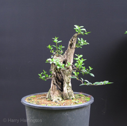 Large Privet Bonsai Progression 